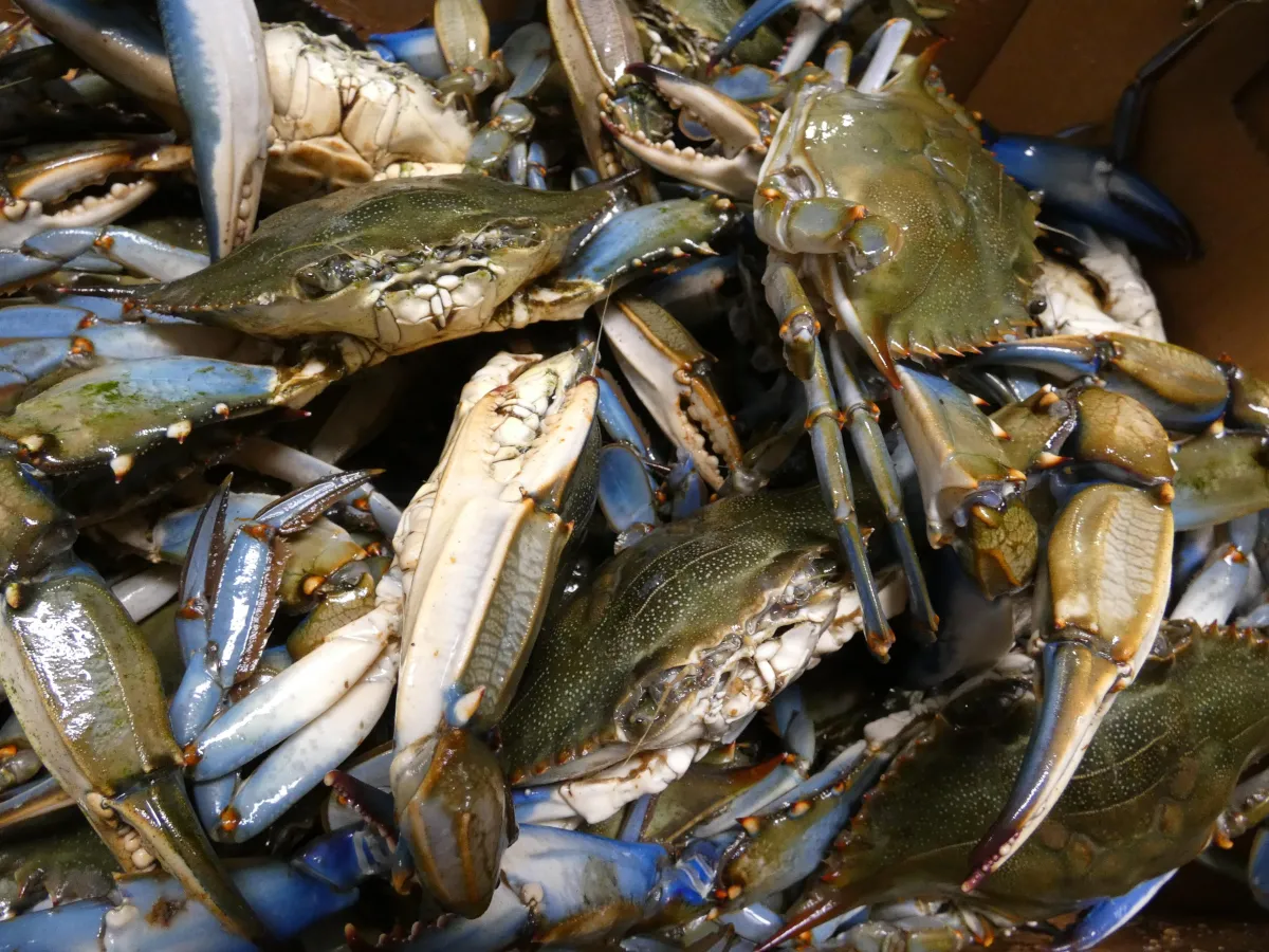 Male Female Blue Crab - Which is better?