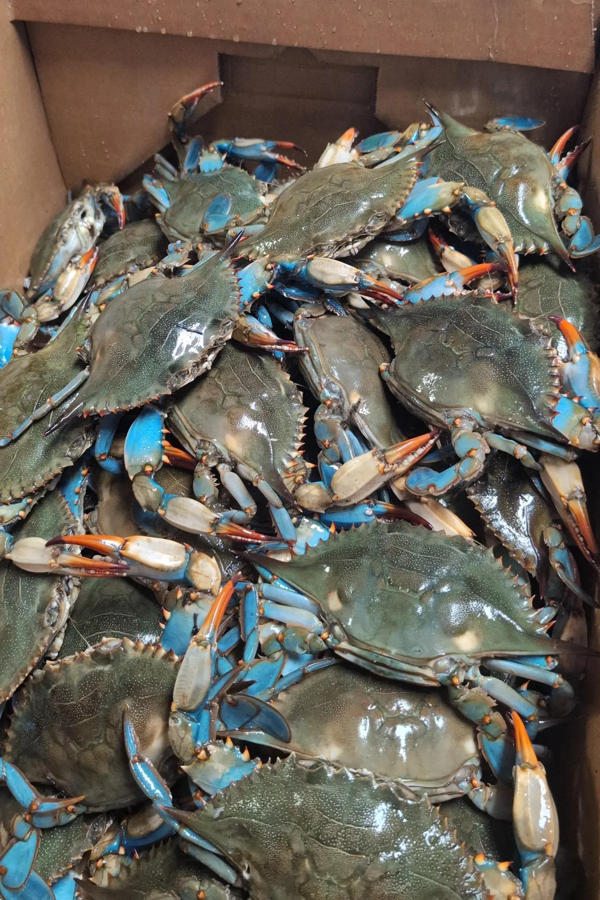 Male Female Blue Crab -