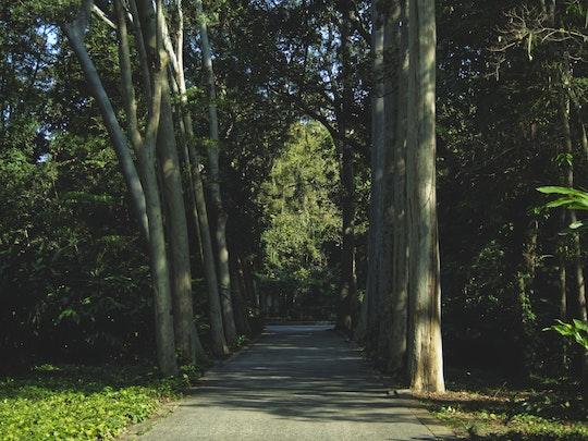 tree-lined lane