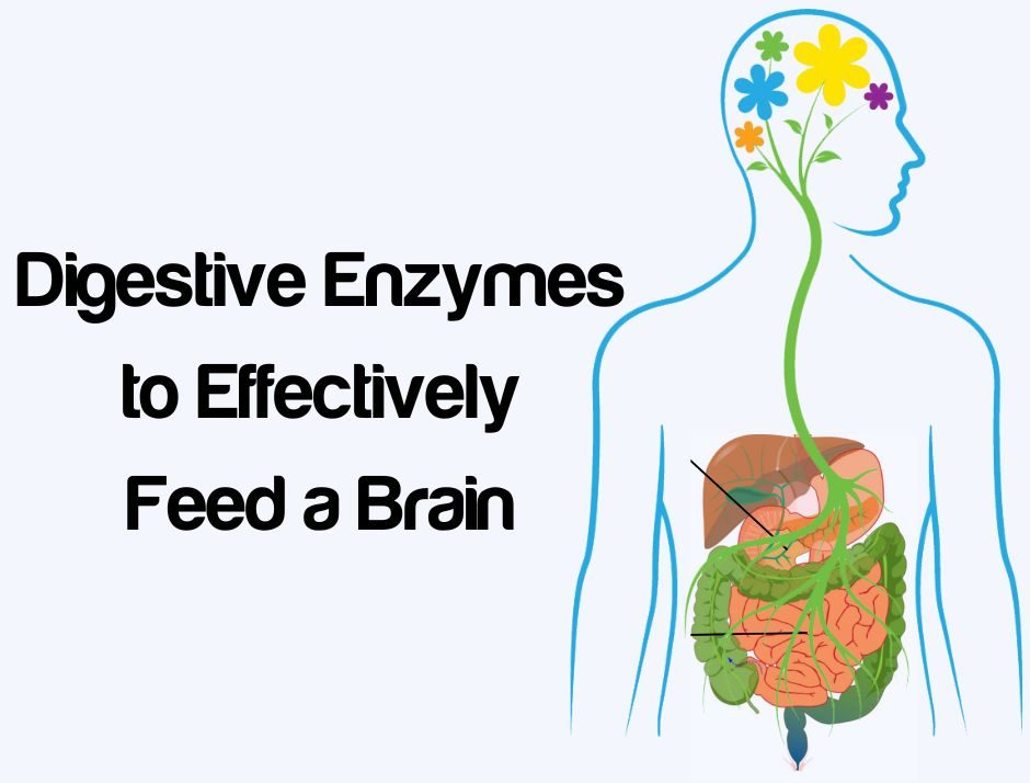 Unlock the Power of Digestive Enzymes for Optimal Brain Health