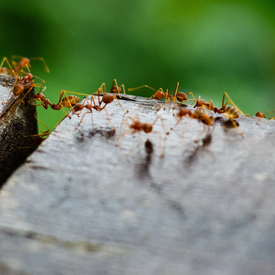 Termite Control Cullman AL | Protect New Homes from Damage