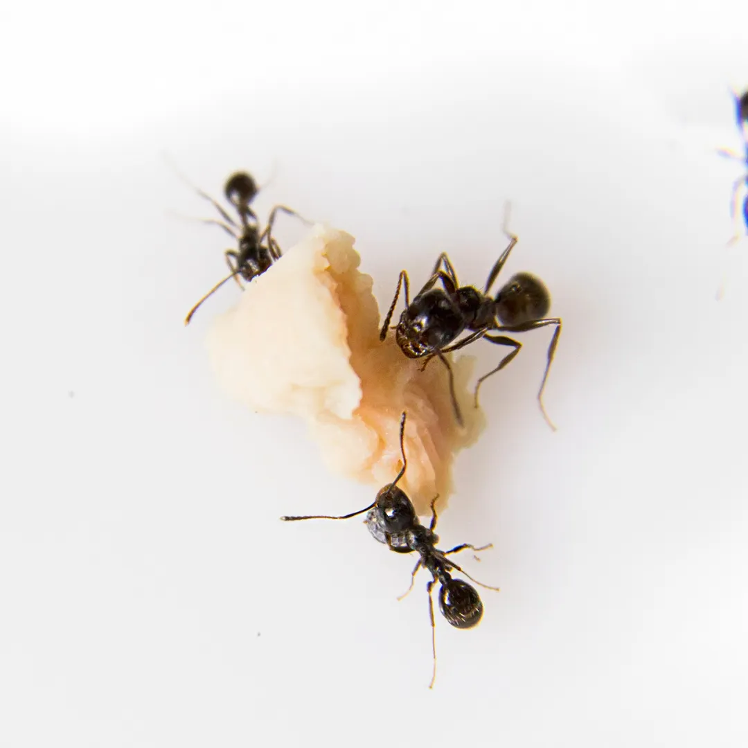Crawl Space Pest Control Cullman AL: Moisture Pests
