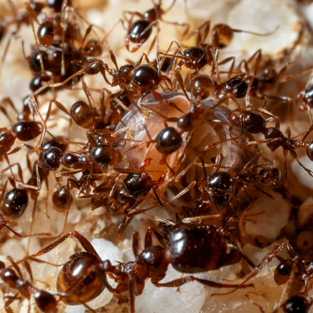 Help prevent fire ants, ticks, and common pests.
