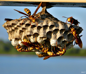 Wasp nest removal services in Perth