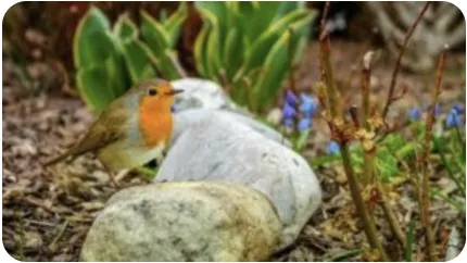 Do Early Birds Really Have an Edge in Admissions?