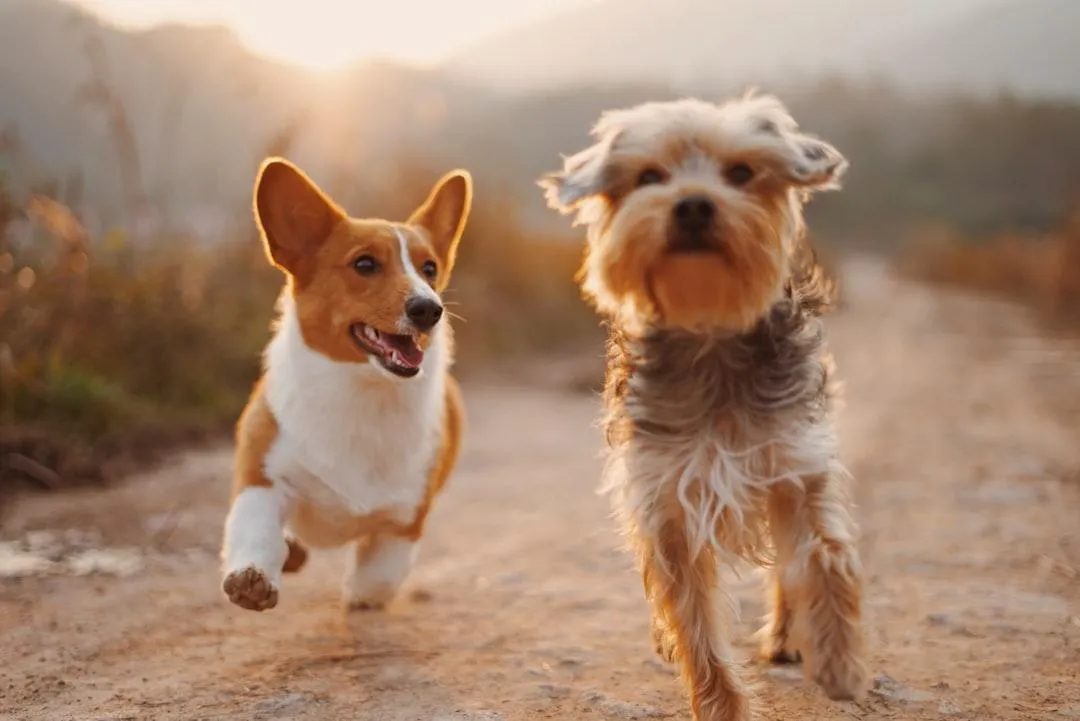 traveling pets