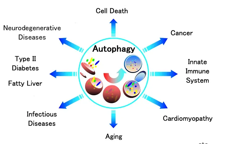 autphagy diagram