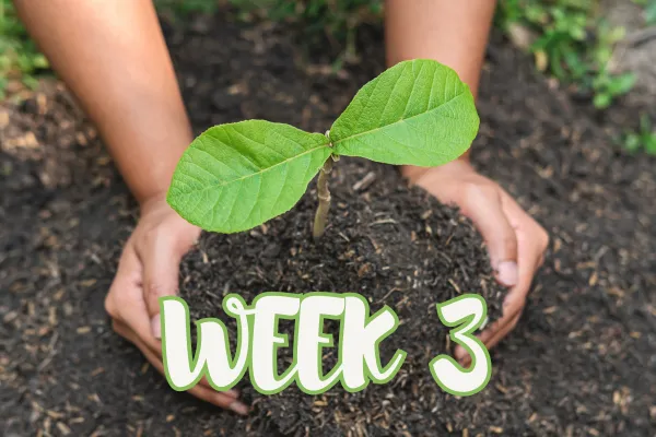 Week 3