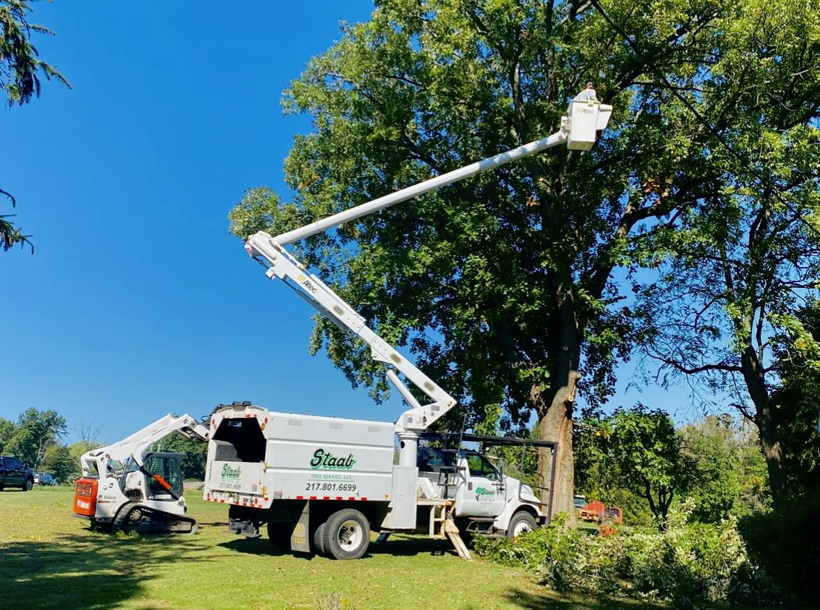 emergency tree removal