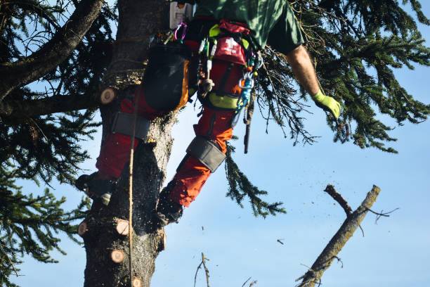 How Do Tree Trimming and Tree Pruning Differ