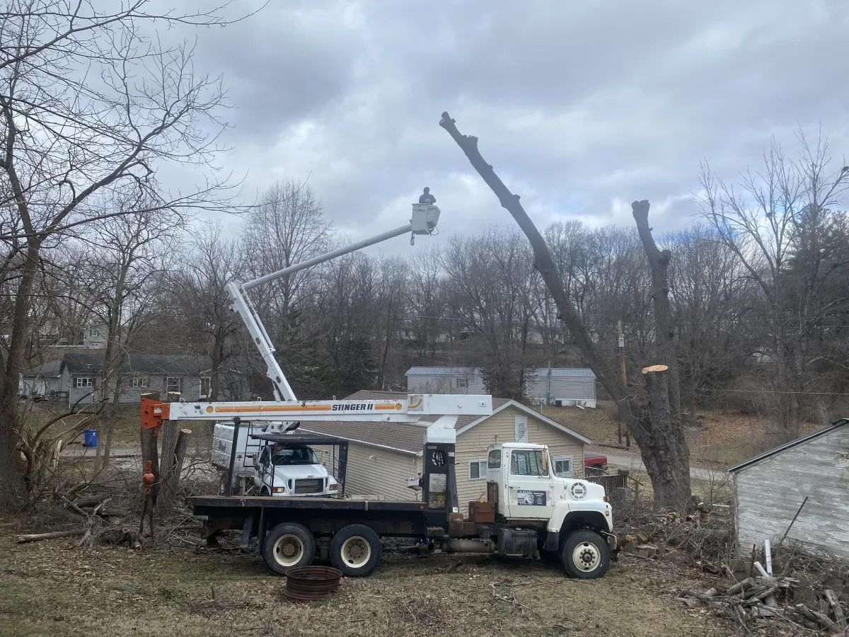 How to Know When a Tree Is Leaning Too Much