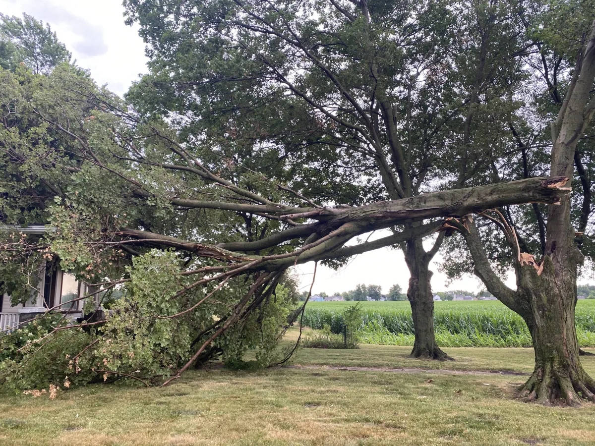 How Removing Unhealthy Trees Improves Safety for Your Family