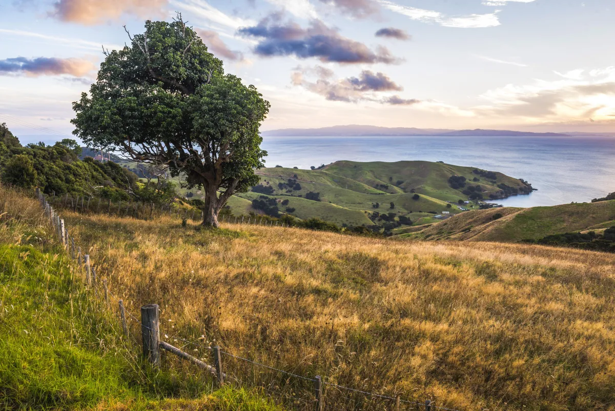 Best Courses to study in New Zealand
