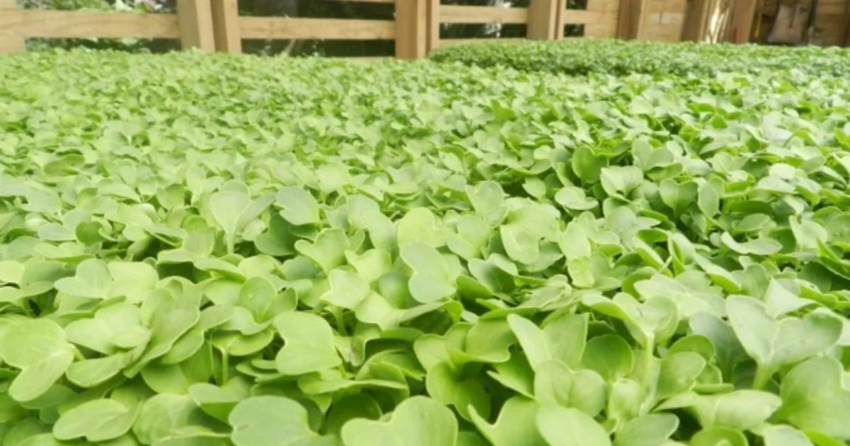 Daikon radish microgreens