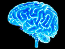 brain