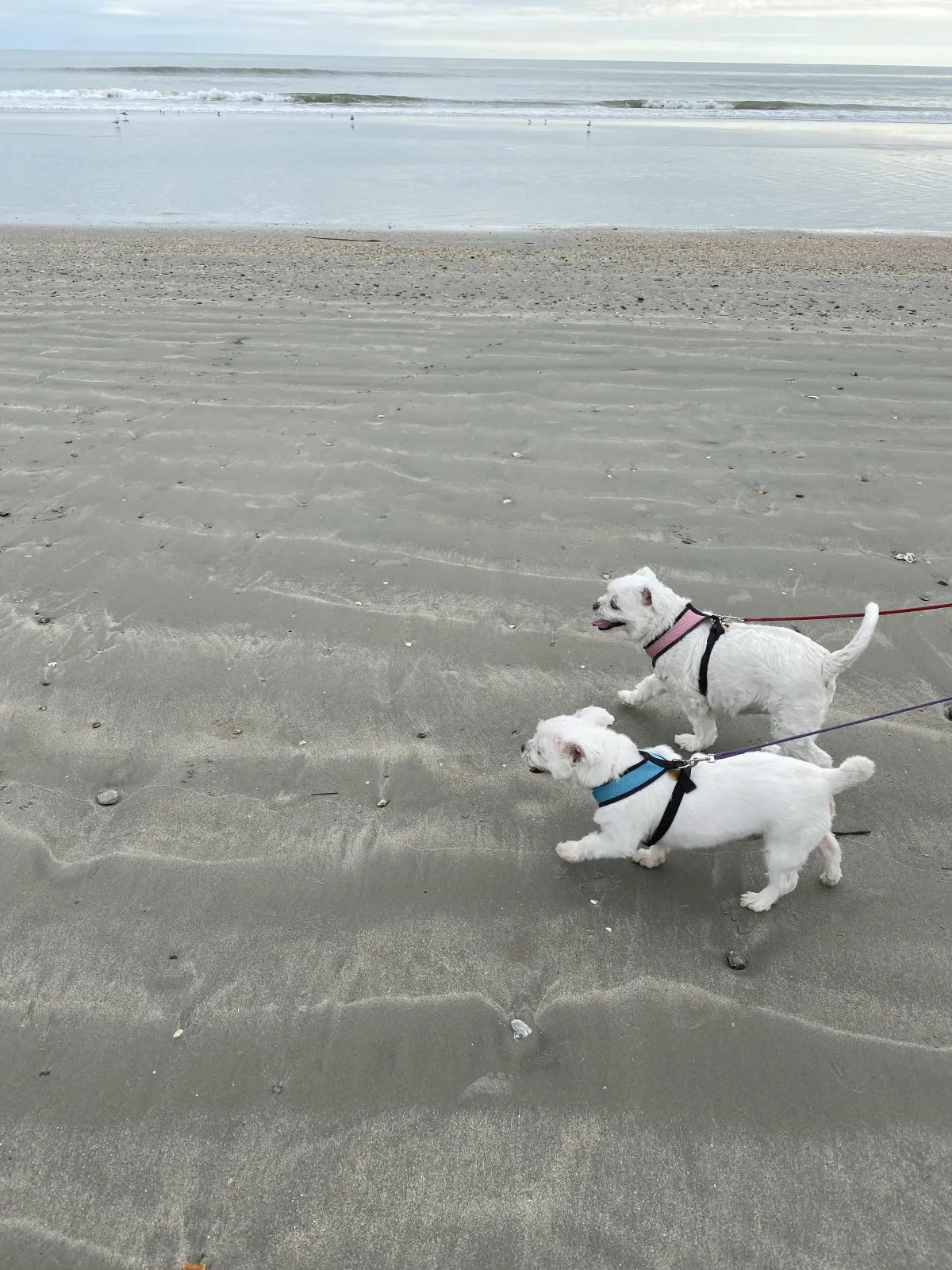 Luke and Lexi on the beach