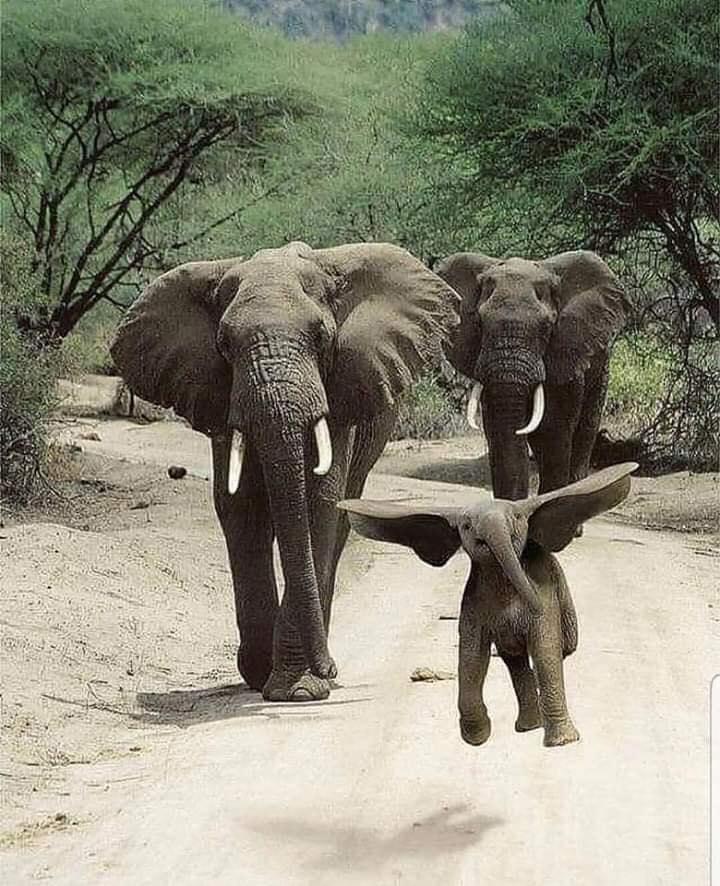 Happy little olifant