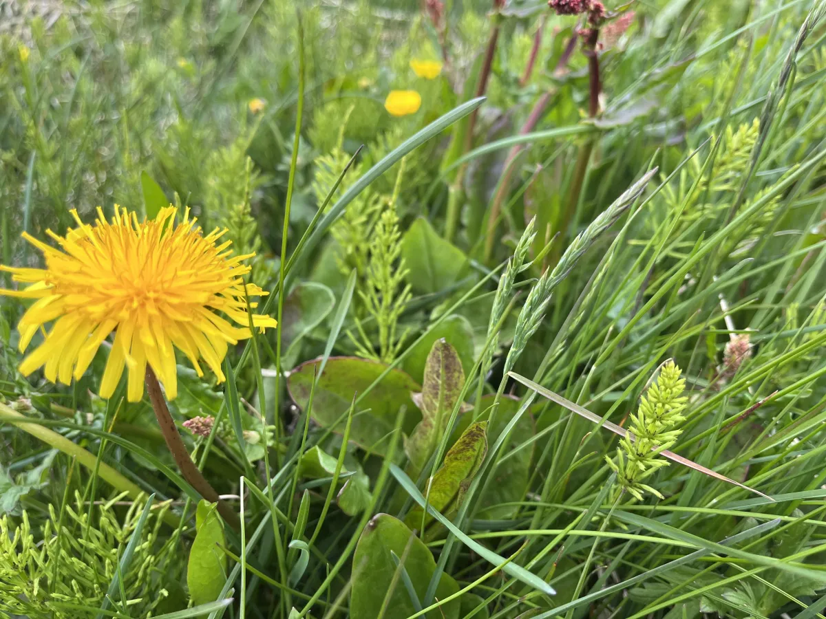 A memoir from 2015, what happened and why?