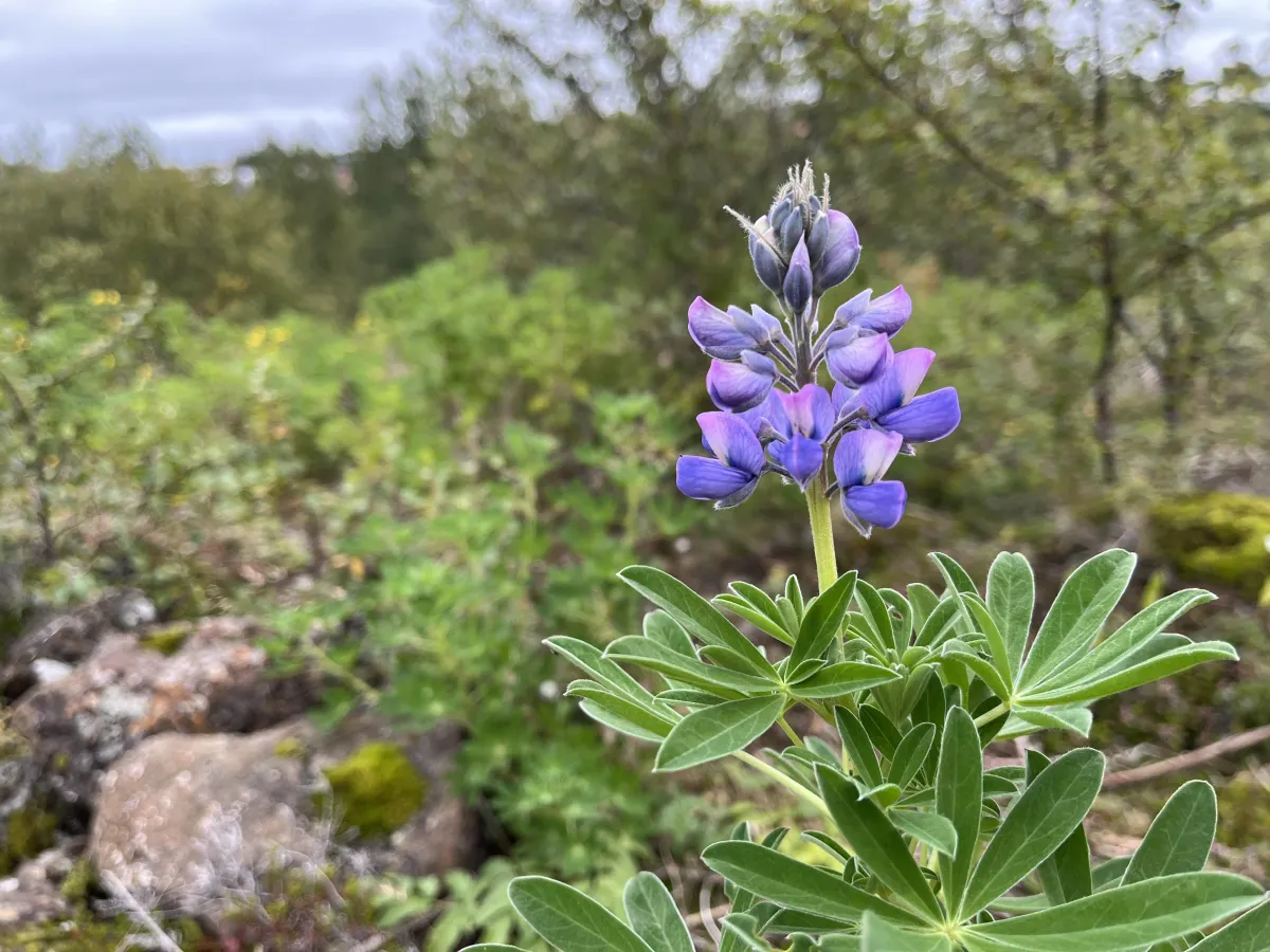 The benefits of the SDGs