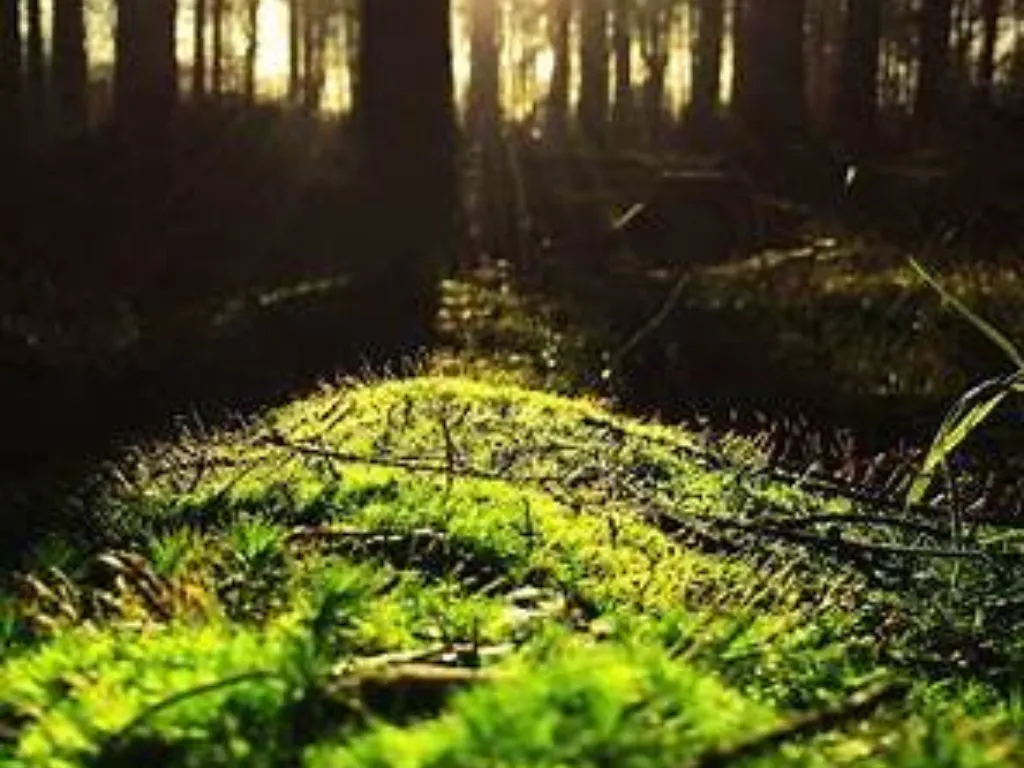 That Sustainability Voice: A Real Story