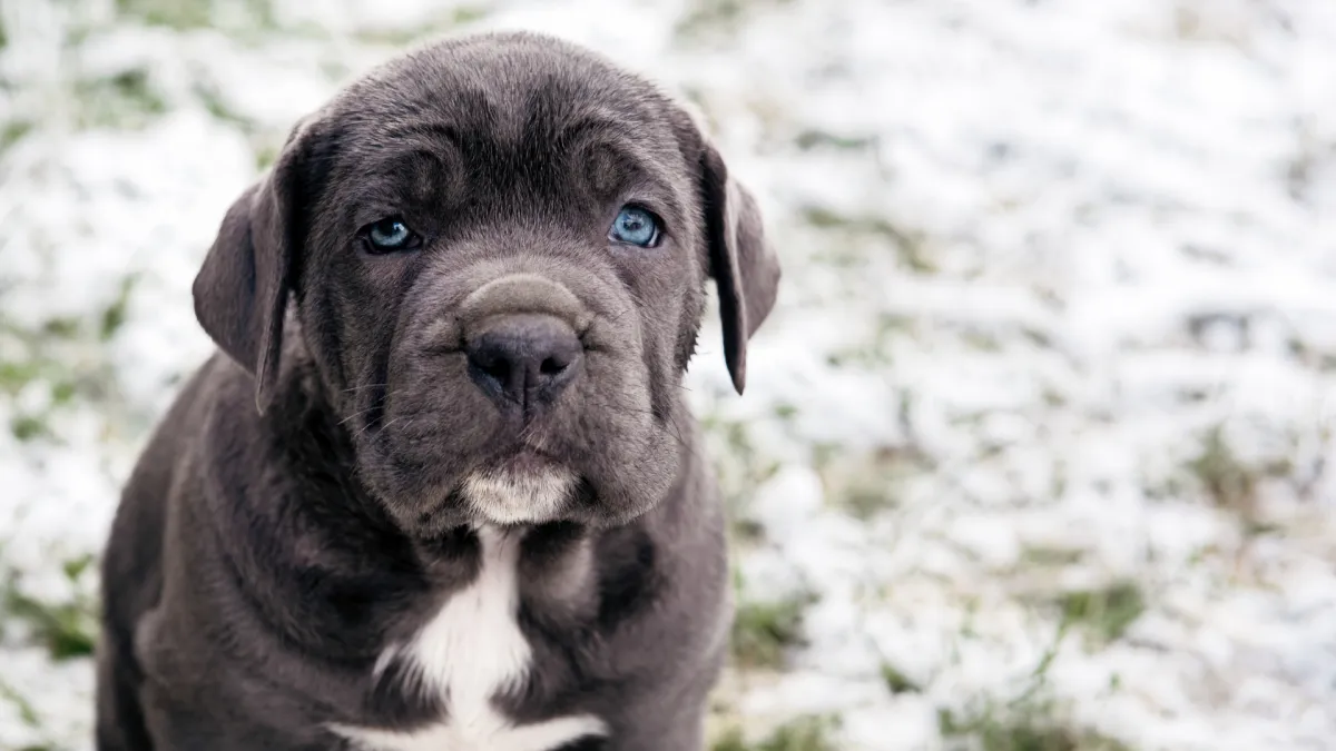 Exercising Your Cane Corso Puppy to Keep Them Healthy