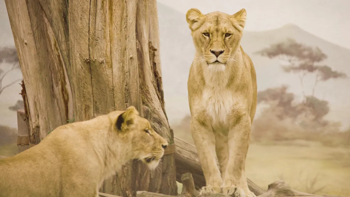 What We Can Learn About Teamwork From The Animal Kingdom