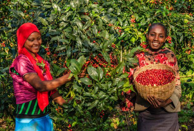 Non-Profit Farming