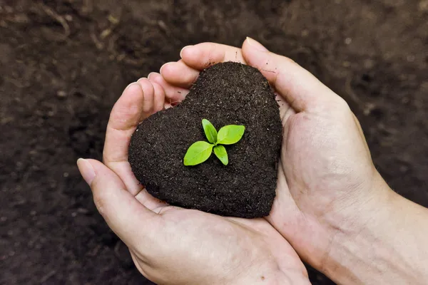 From Guessing to Growing