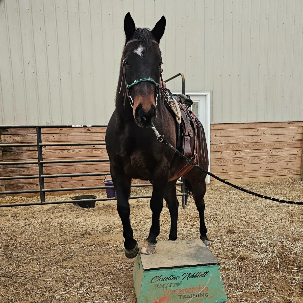 Advantages of Horse Training in the Winter