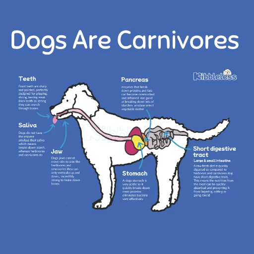 Are Dogs Really Omnivores? The Carnivore vs. Omnivore Debate Explained