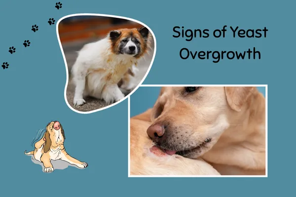 5 Subtle Warning Signs That Your Dog’s Food Is Hurting Them (and What to Do About It)