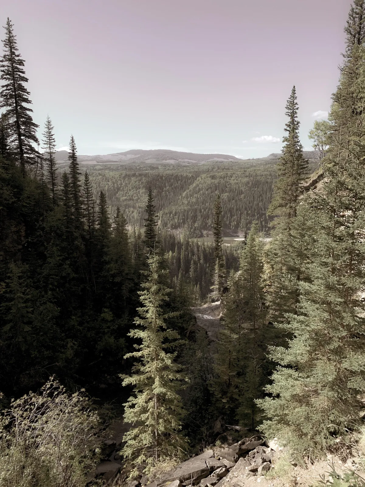 Mountain Forest