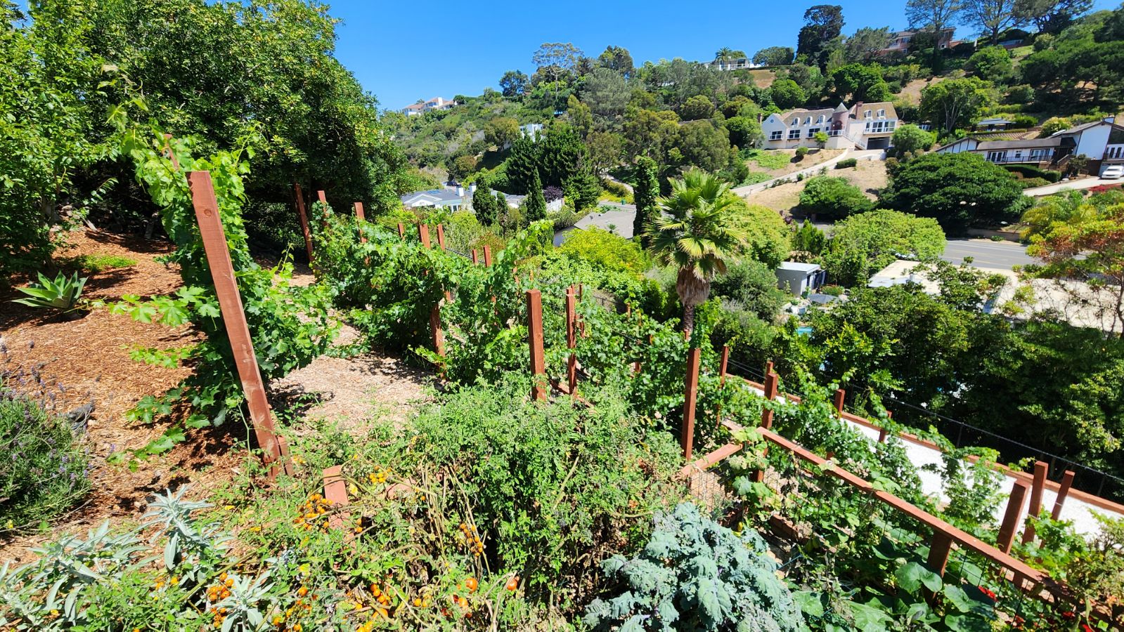 High-angle view of a sloped garden with native greenery and canyon views.