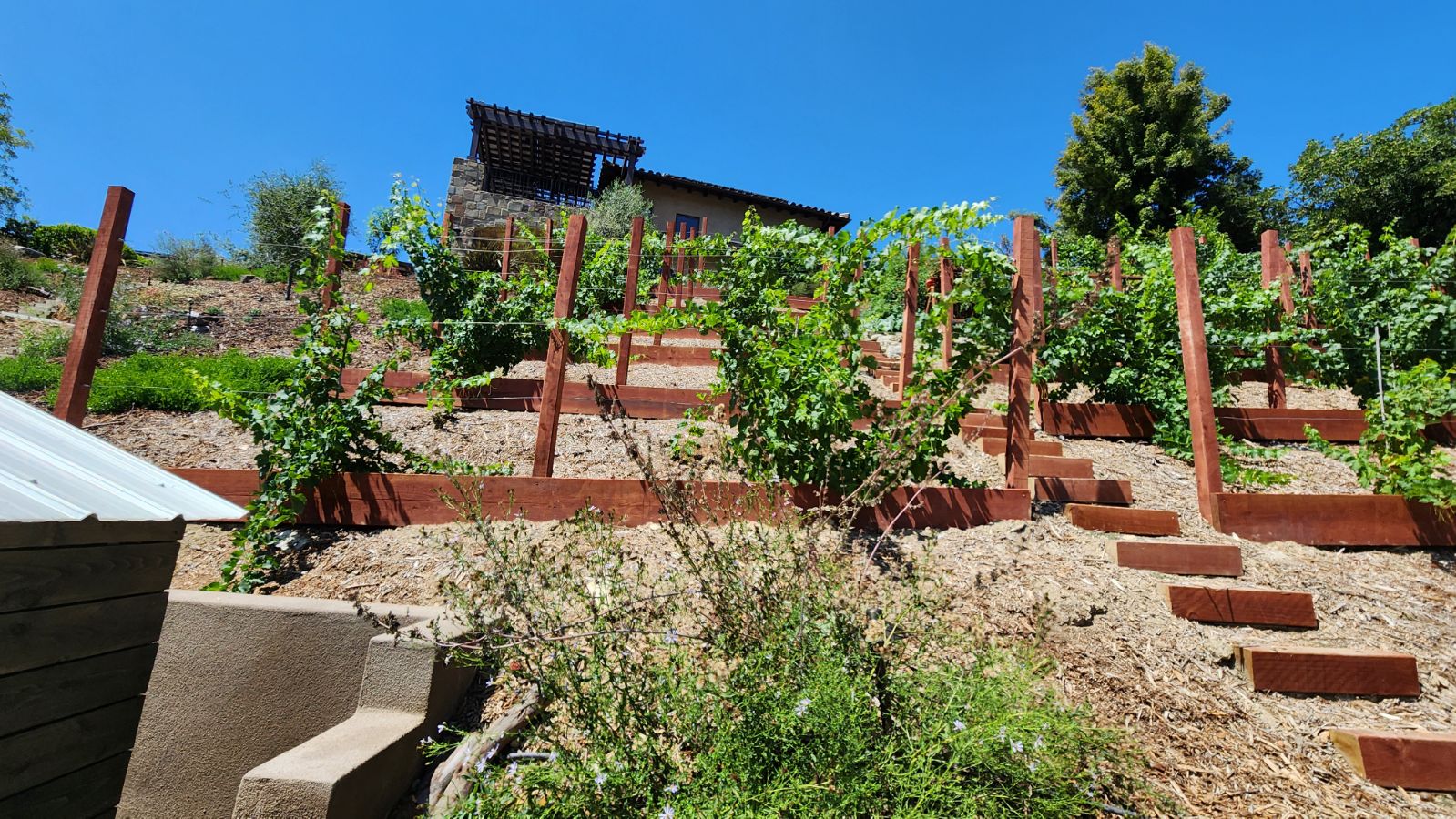 Wide view of a terraced backyard with native plants and wooden support structures.