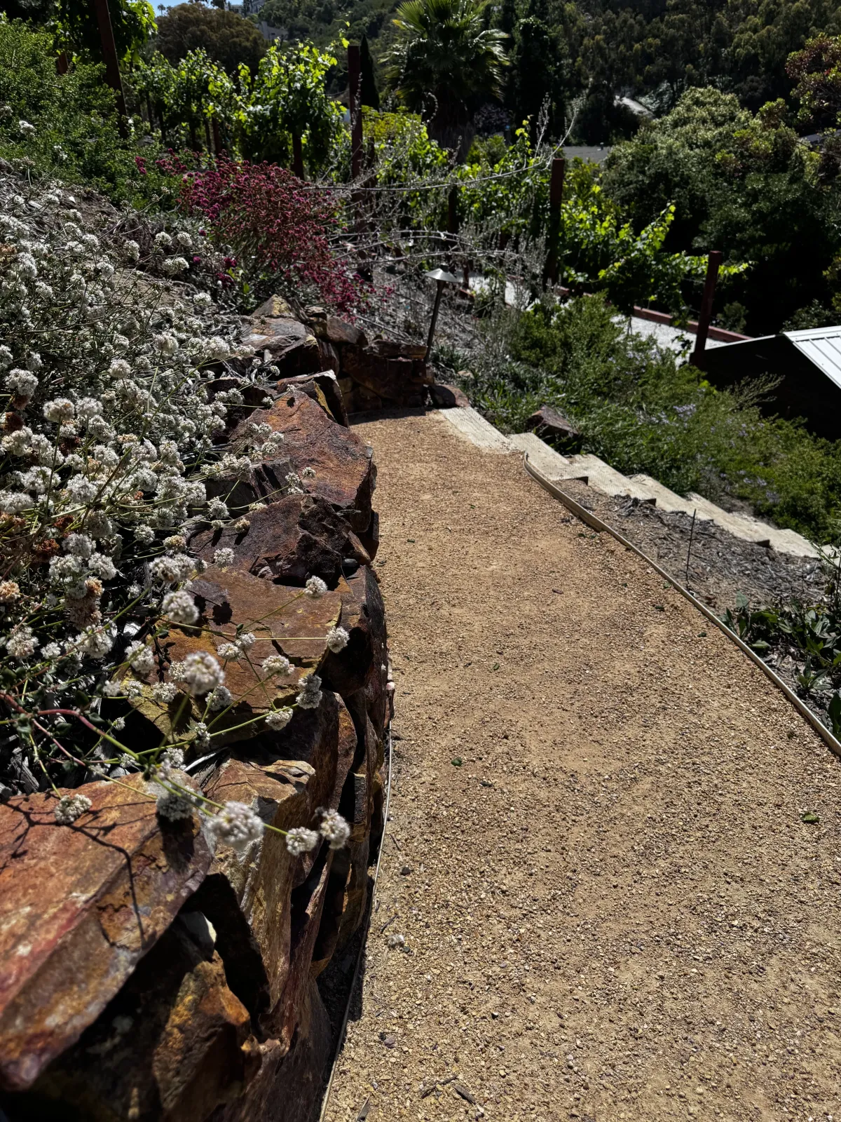 Winding decomposed granite path with timber steps on a lushly planted hillside.