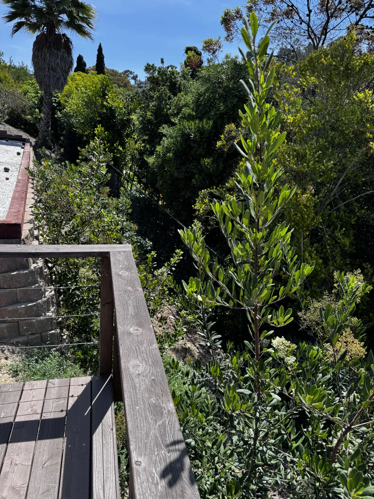 Lush native shrubs overlooking a coastal canyon in La Jolla.