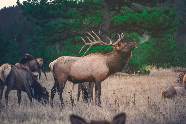 bugling elk