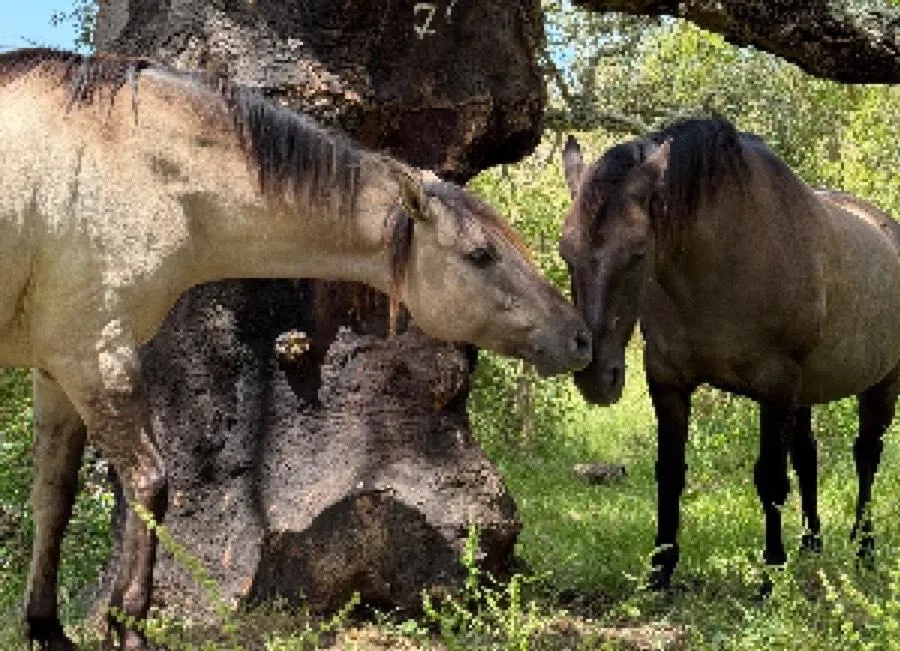 Why Horses Lick and Chew