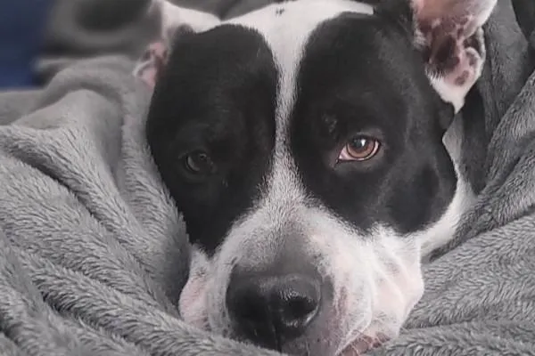 Lessons from My Dog: Don’t Let the Past Hold You Back