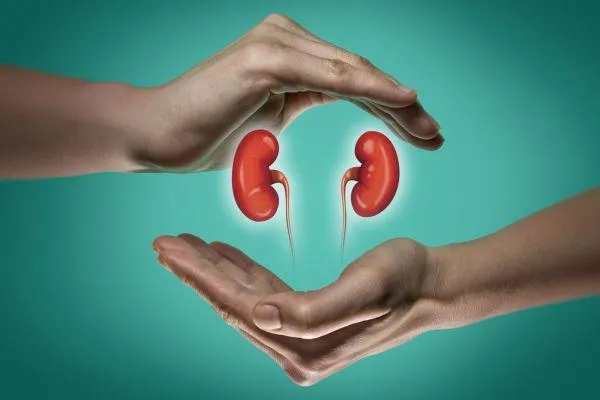 Revitalize Your Kidneys with Cilantro: Exploring the Herb’s Detox Power