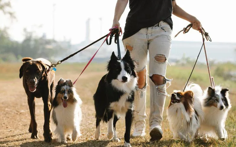 Woman walking dogs - St. George Health and Wellness Magazine