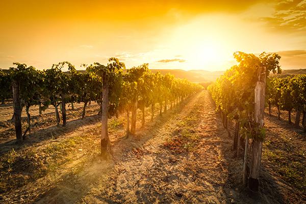 4 Criteria you must consider before choosing your wine distributor 