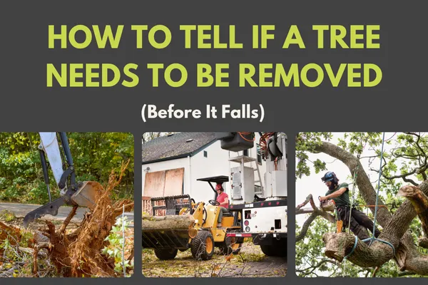 How to Tell If a Tree Needs to Be Removed (Before It Falls)