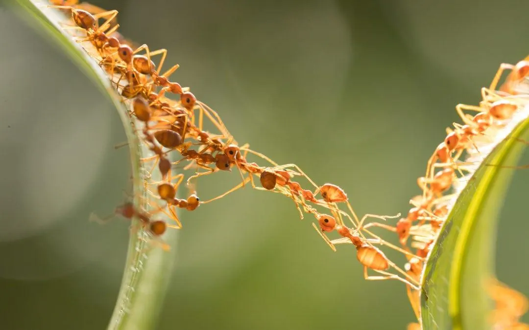 Beyond Hierarchy: Three Principles of Effective Leadership in Self-Managed Systems