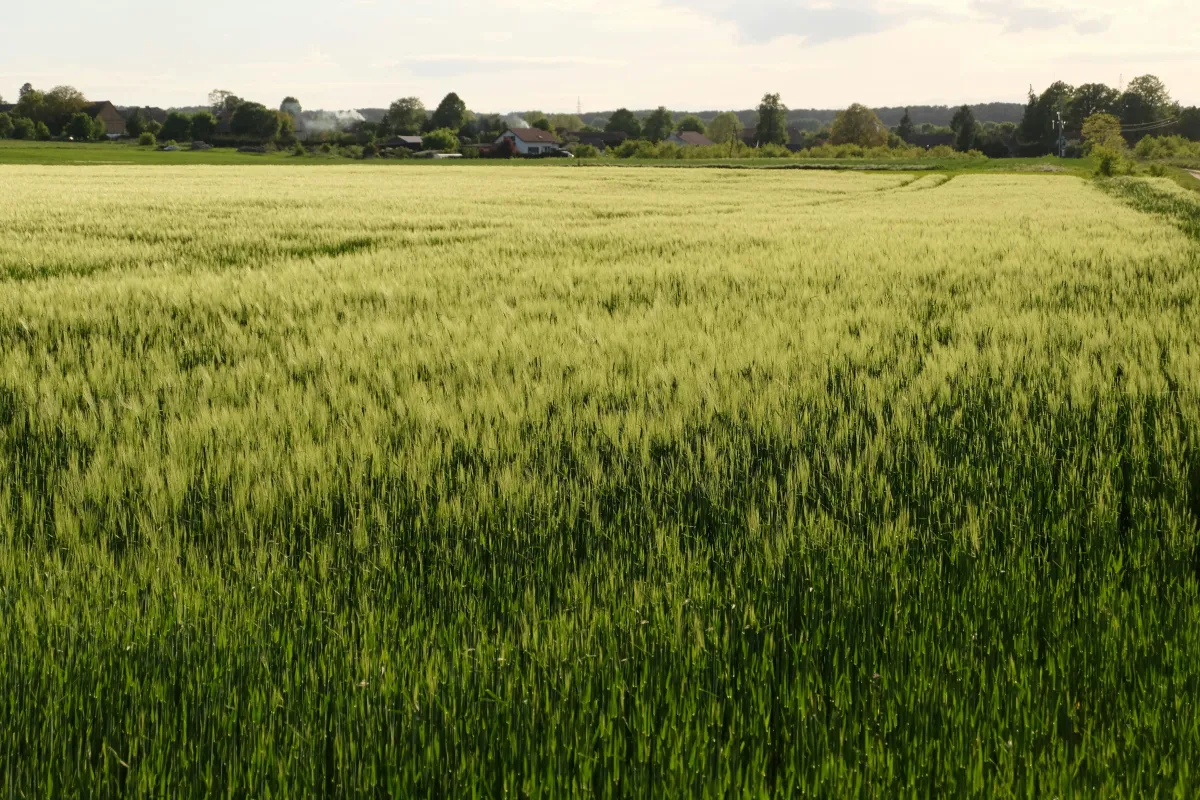 From Soil to Factory: How Our Farmland Stopped Feeding Us and Started Feeding Industry