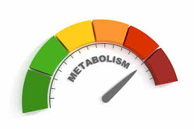 Basal Metabolism: The Hidden Engine That Determines Your Health, Weight, and Energy