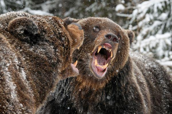 outrage bears