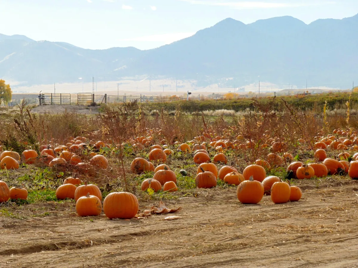 Fall Vibes & Pumpkin Patches: Why Rock Creek Farm in Broomfield is a Colorado Classic