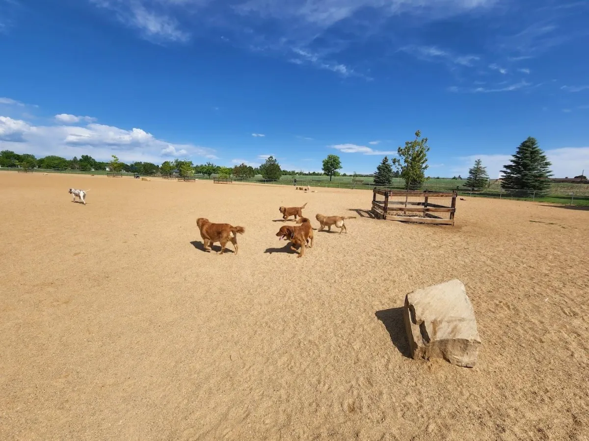 Pup Paradise at Broomfield Commons Dog Park — Where Tails Wag and Spirits Soar