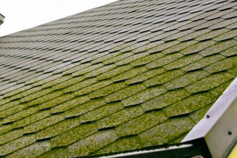 How Moss and Algae Impact Roof Longevity in the Pacific Northwest